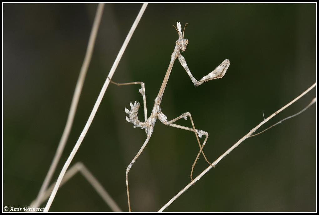 Mantis egg case